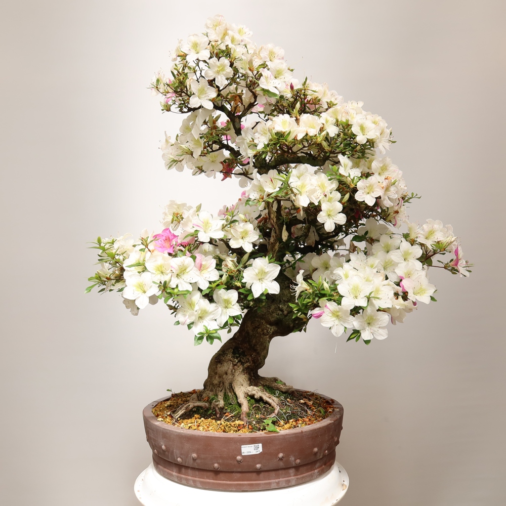 Venkovní bonsai - Japonská azalka - Azalea Kotobokietsu