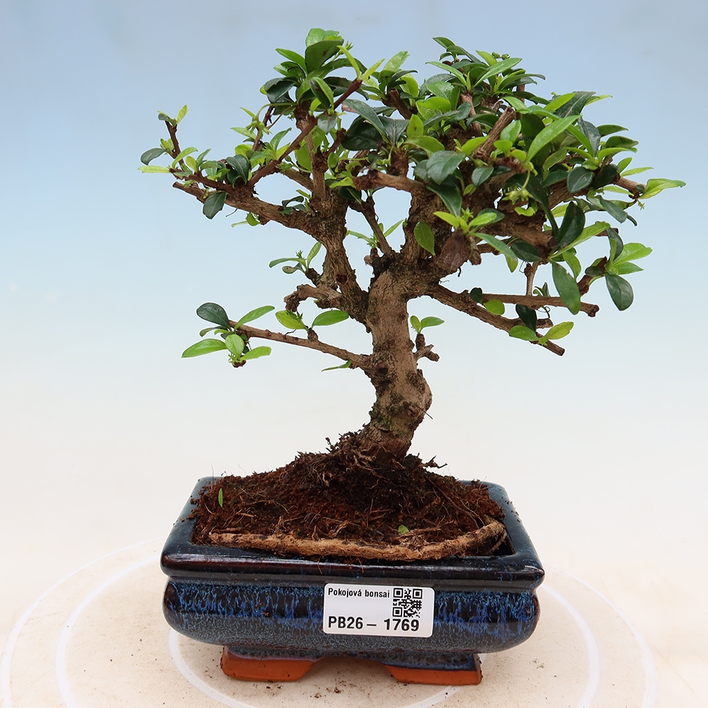 Pokojová bonsai - Carmona macrophylla - Čaj fuki
