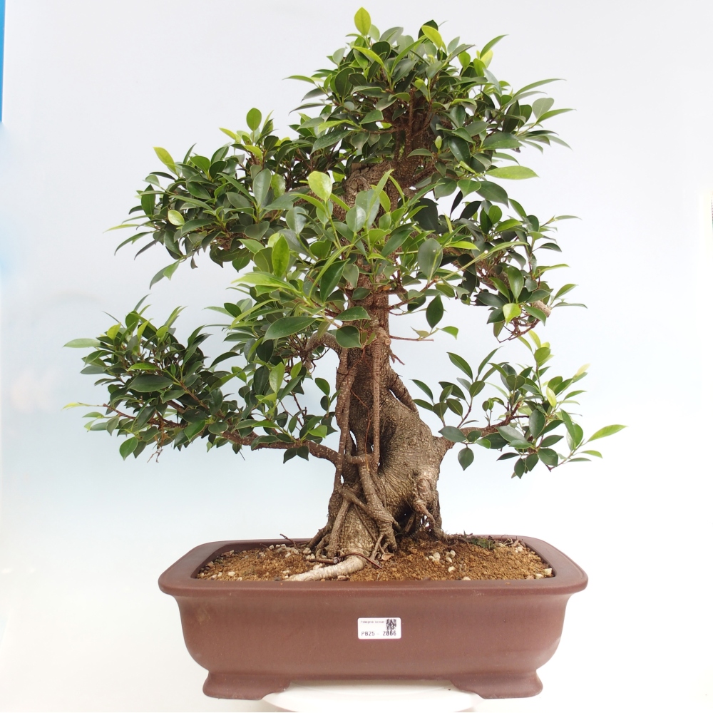 Pokojová bonsai - Ficus kimmen -  malolistý fíkus - POUZE OSOBNÍ ODBĚR nebo paletová přeprava