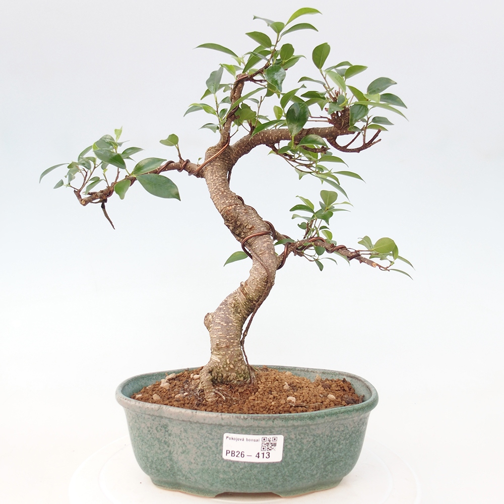 Pokojová bonsai - Ficus retusa -  malolistý fíkus