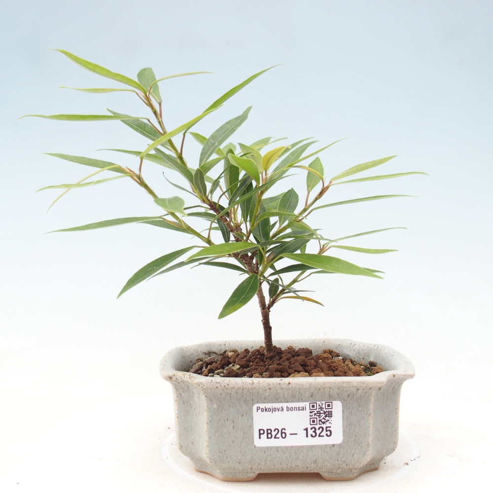 Pokojová bonsai - Ficus nerifolia -  malolistý fíkus