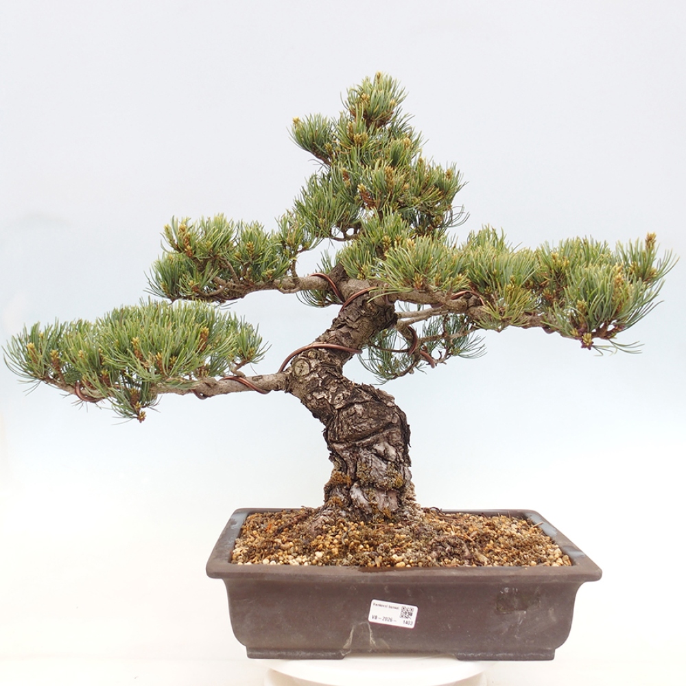 Venkovní bonsai - Pinus parviflora - Borovice drobnokvětá