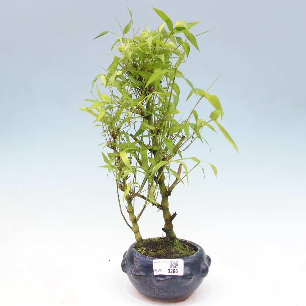 Pokojová bonsai - Bambus budha-Bambus budhovo břicho