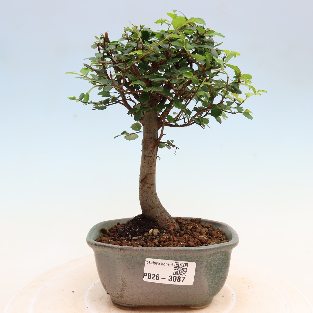 Pokojová bonsai - Ulmus parvifolia - Malolistý jilm