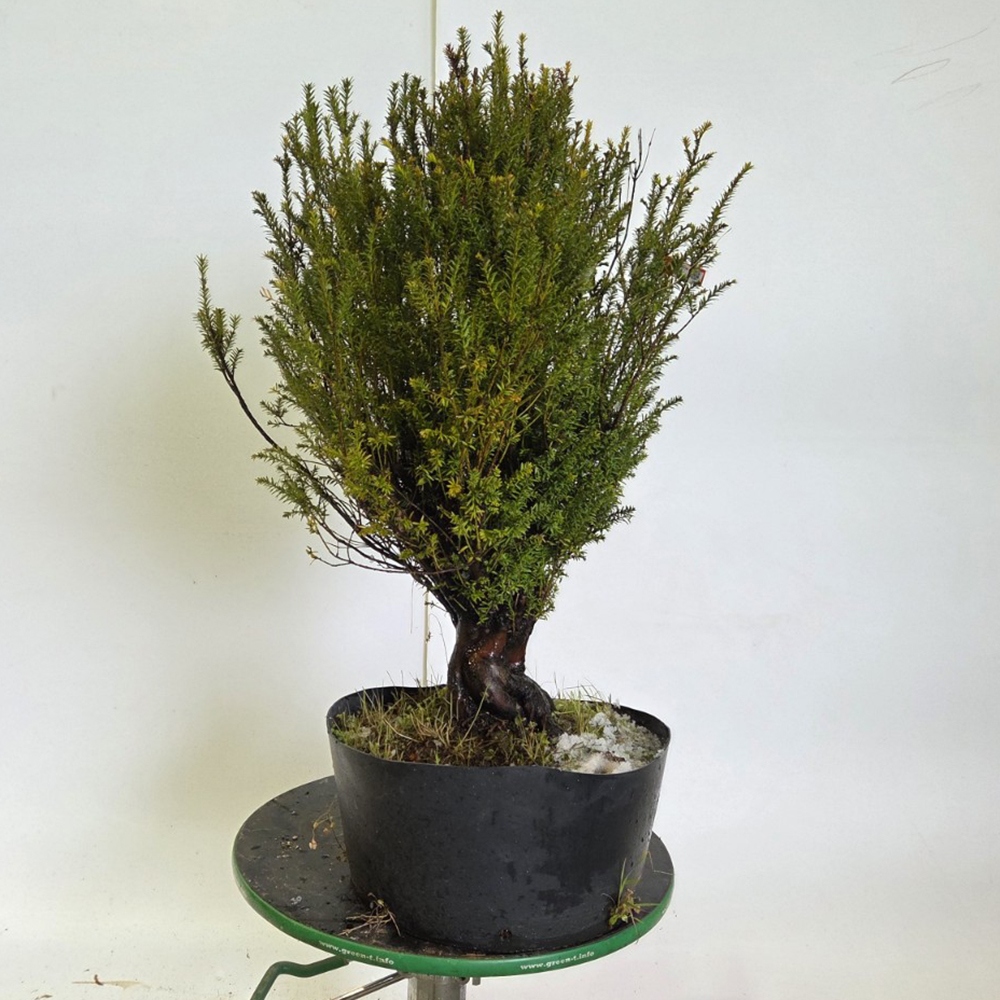 Venkovní bonsai Tis japonský - Taxus cuspidata