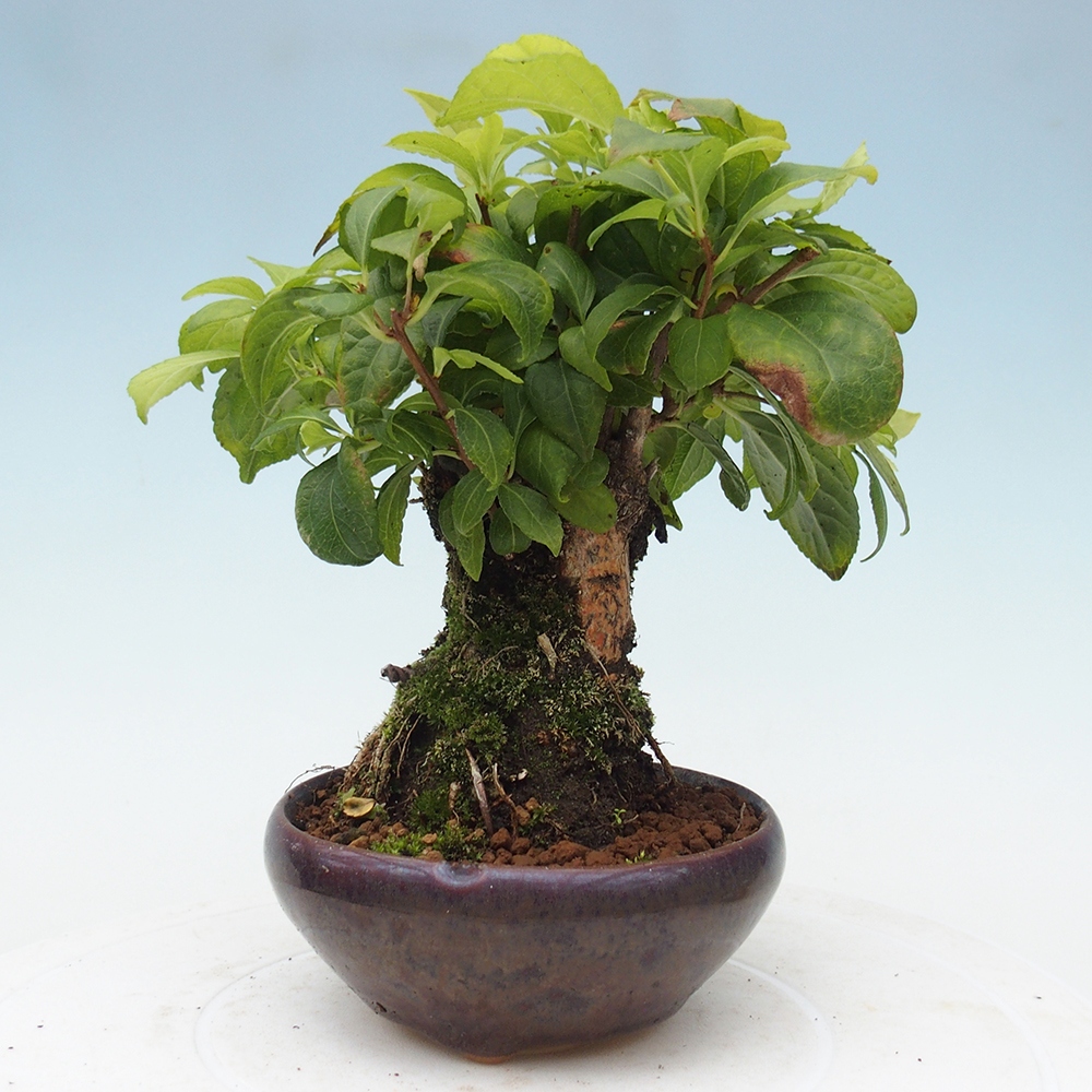 Venkovní bonsai - Celastrus  orbiculatus - Jesenec okrouhlolistý