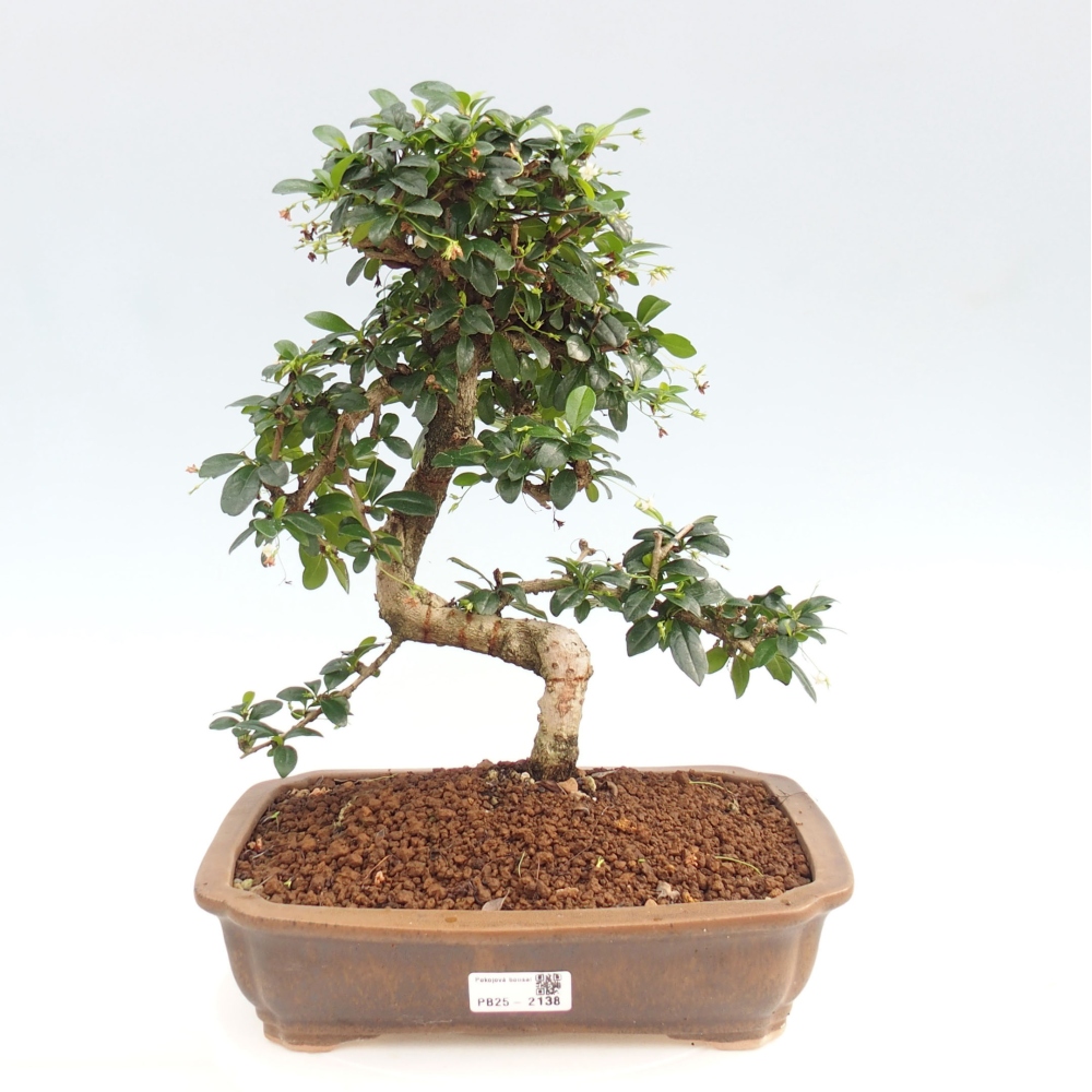 Pokojová bonsai - Carmona macrophylla - Čaj fuki