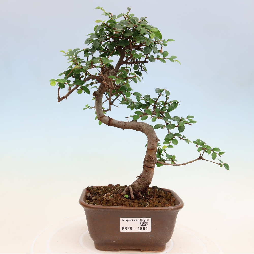 Pokojová bonsai - Ulmus parvifolia - Malolistý jilm