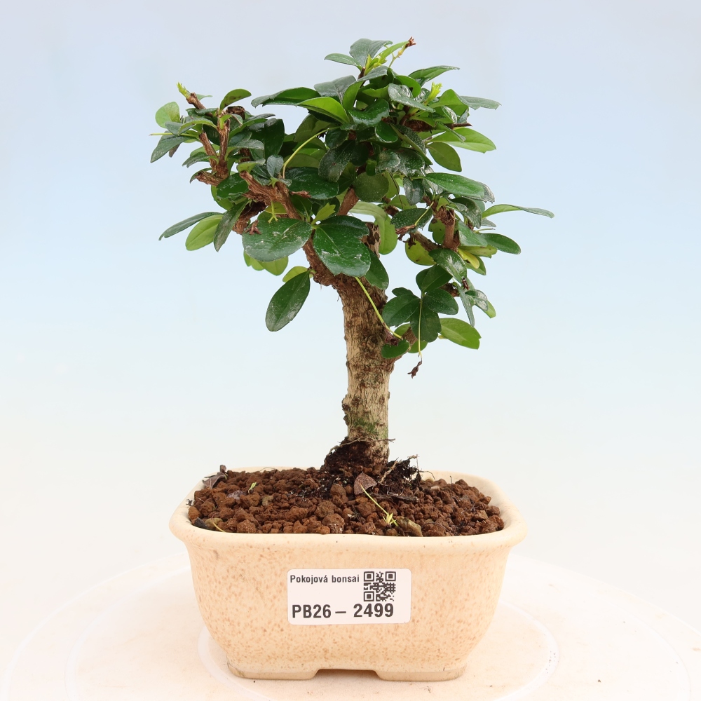 Pokojová bonsai - Carmona macrophylla - Čaj fuki