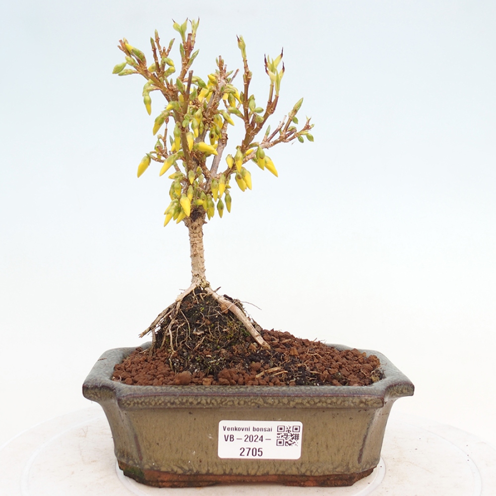 Venkovní bonsai - Zlatice - Forsythia intermedia 