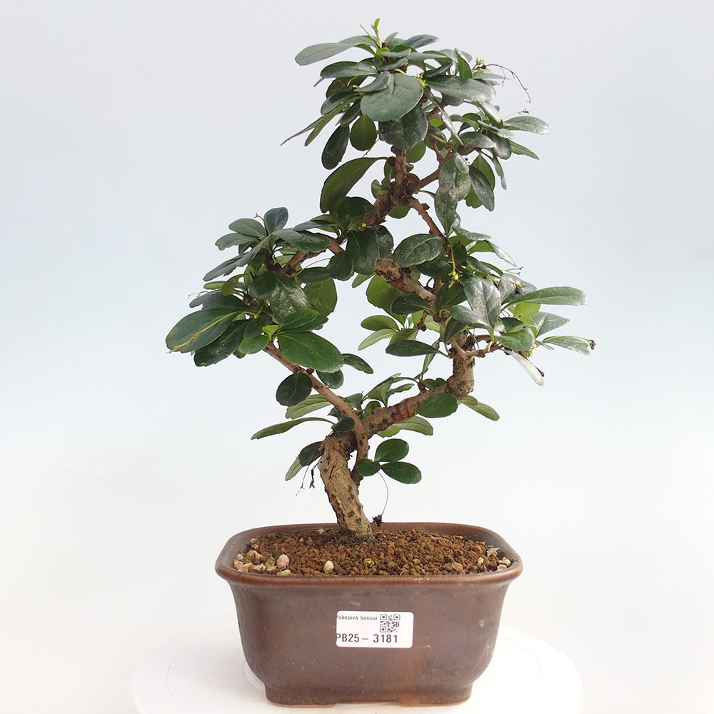 Pokojová bonsai - Carmona macrophylla - Čaj fuki