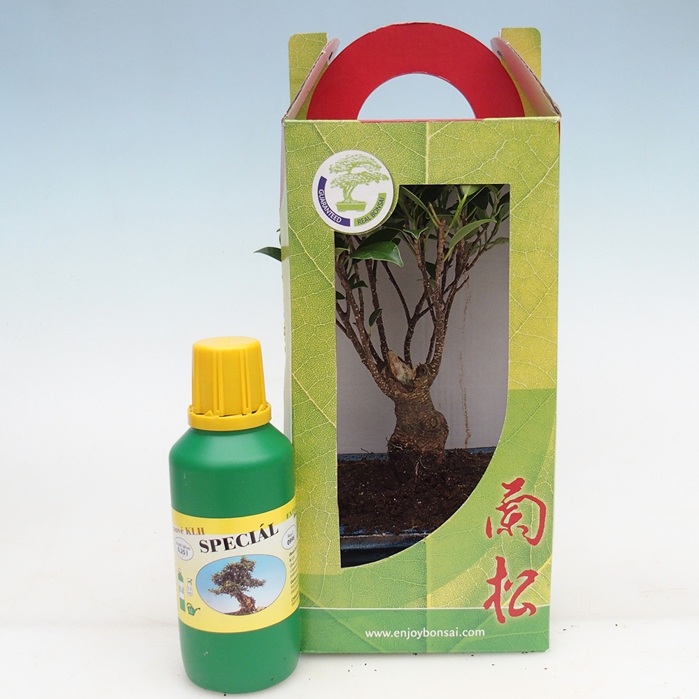 Pokojová bonsai v dárkové krabičce Ficus retusa - malolistý fíkus