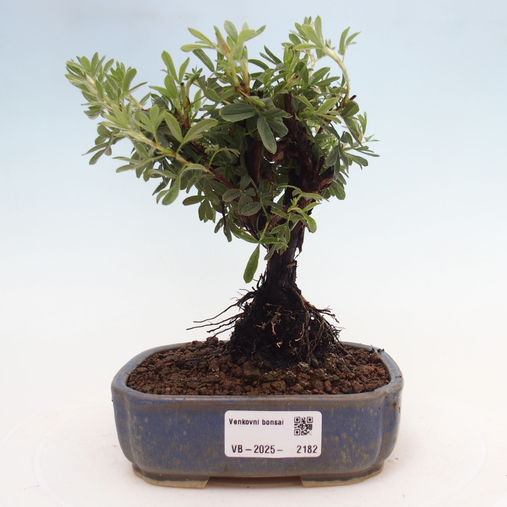 Venkovní bonsai-Mochna křovitá - potentila fruticosa yellow Bird