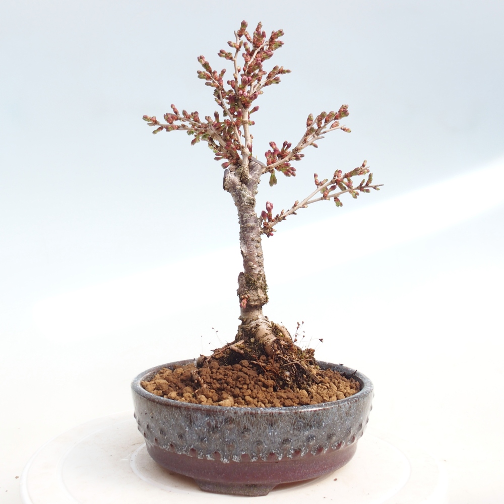 Venkovní bonsai - Prunus incisa Kojou-no mai-Slivoň vyříznutá