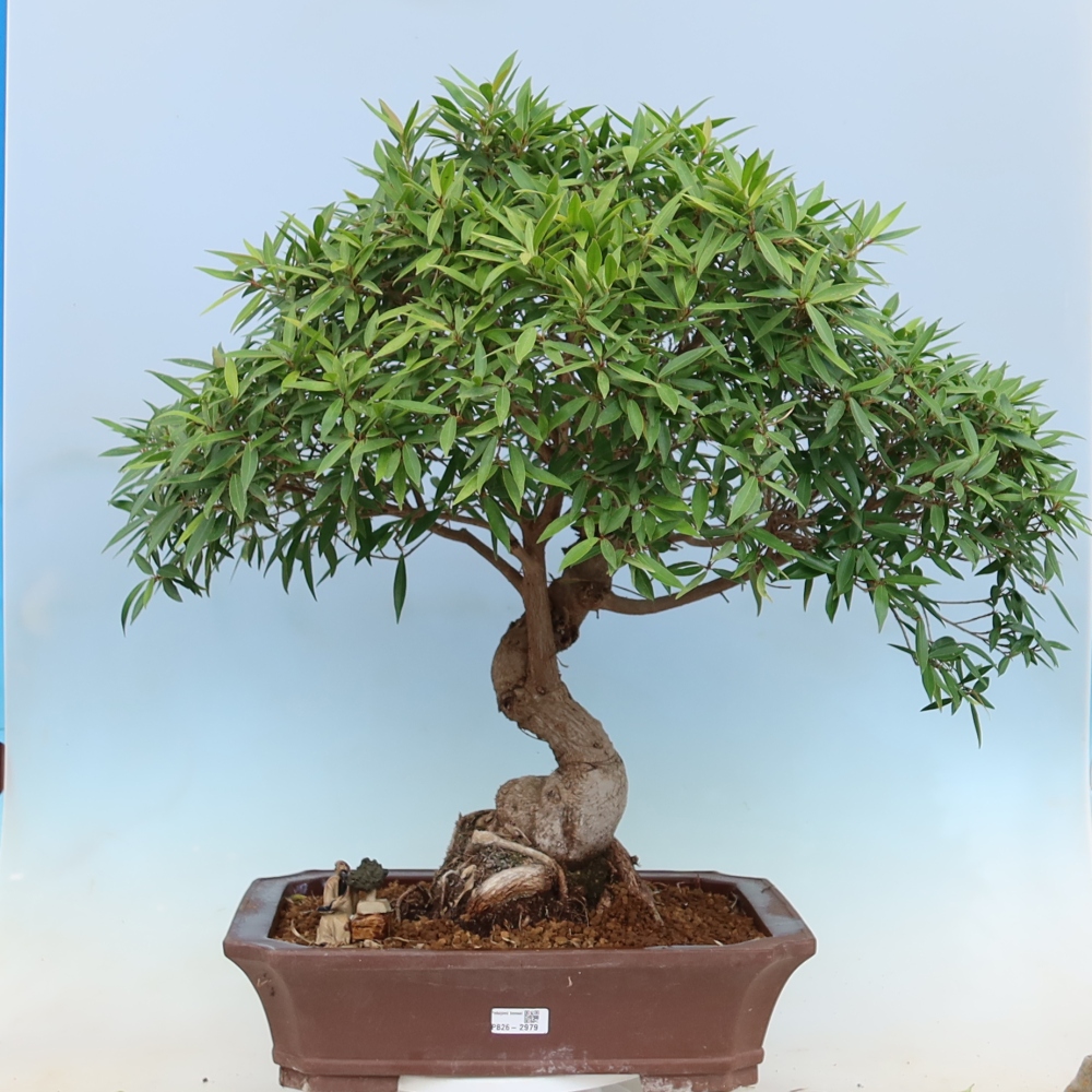 Pokojová bonsai - Ficus nerifolia -  malolistý fíkus