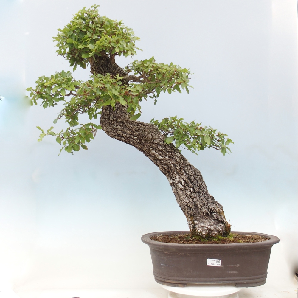 Yamadori - Quercus Ilex -Dub 