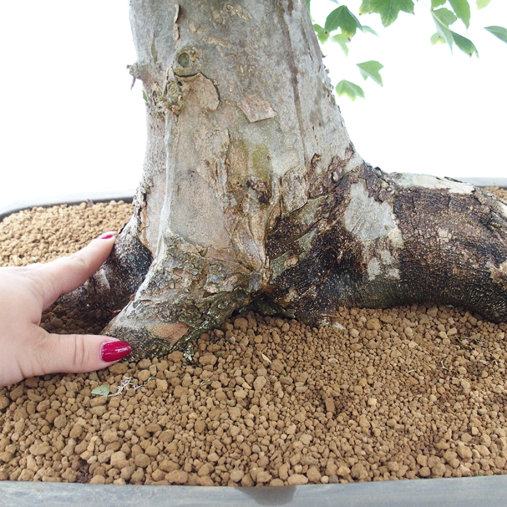 Venkovní bonsai - Acer Buergerianum - Javor Burgerův