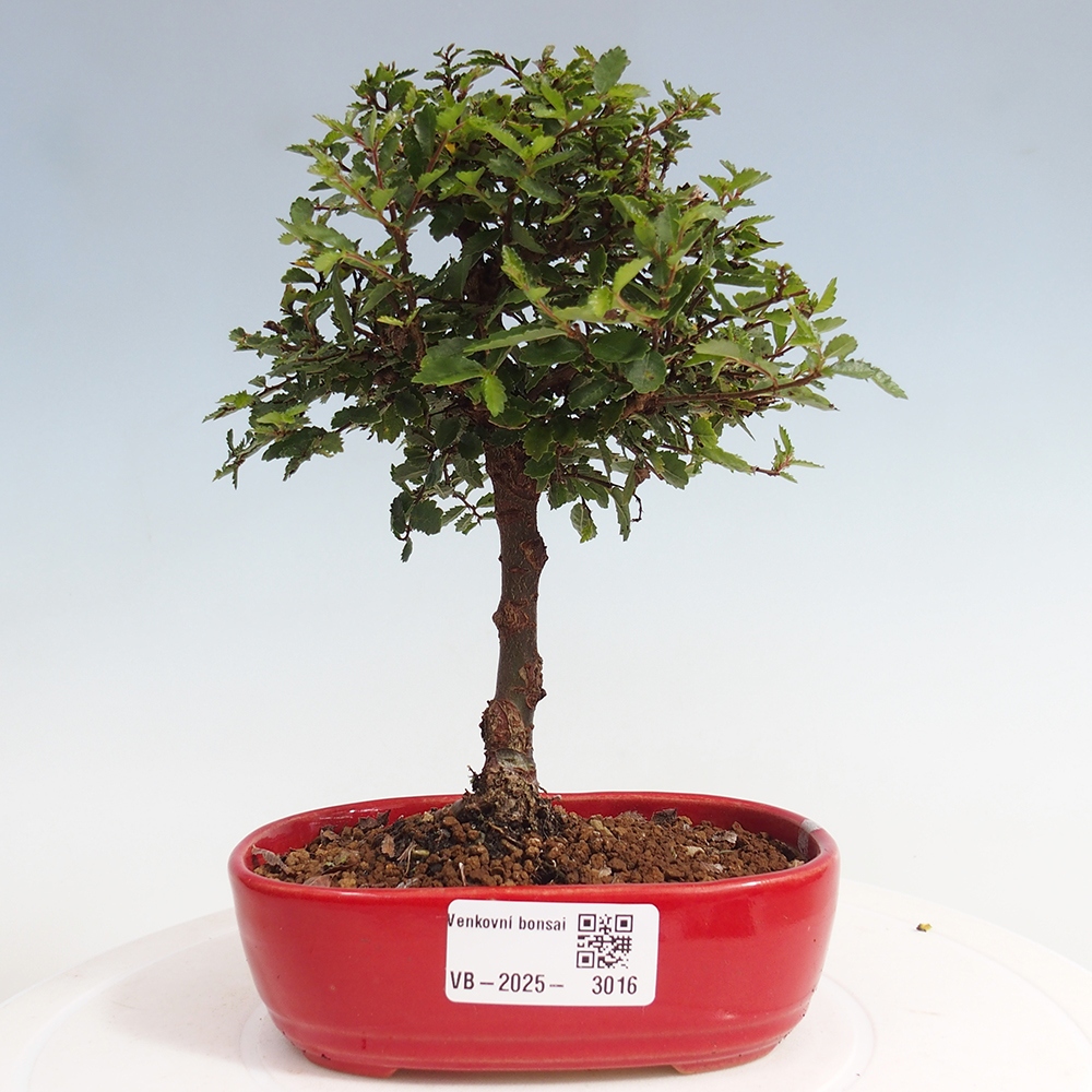 Venkovní bonsai - Ulmus parvifolia Sagei - Malolistý jilm