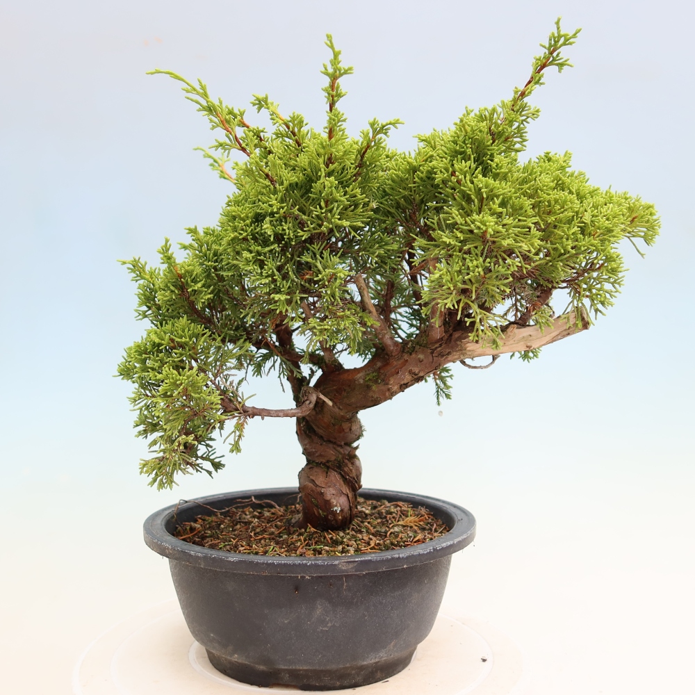 Venkovní bonsai - Juniperus chinensis Itoigawa-Jalovec čínský