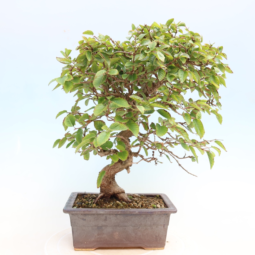 Venkovní bonsai -Carpinus CARPINOIDES - Habr korejský