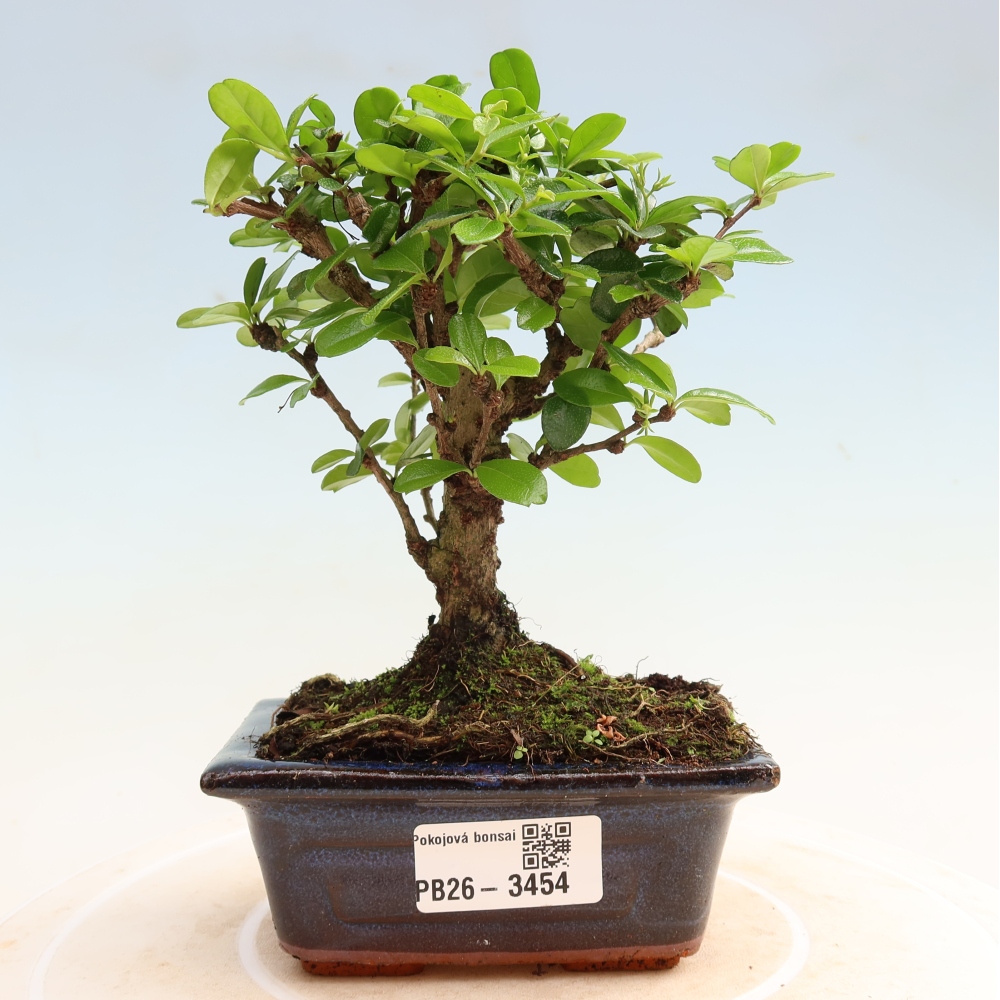 Pokojová bonsai - Carmona macrophylla - Čaj fuki
