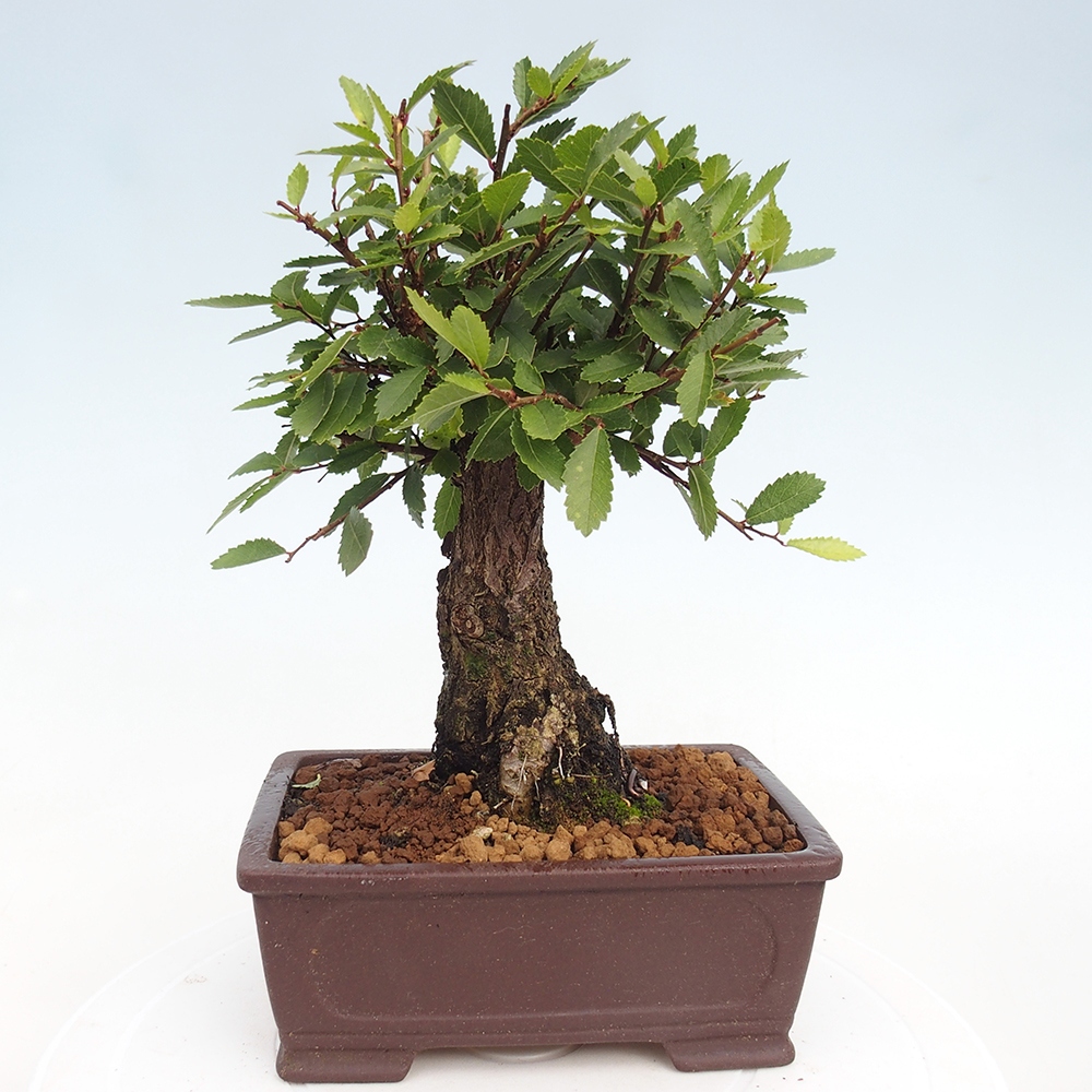 Venkovní bonsai - Zelkova - Zelkova NIRE