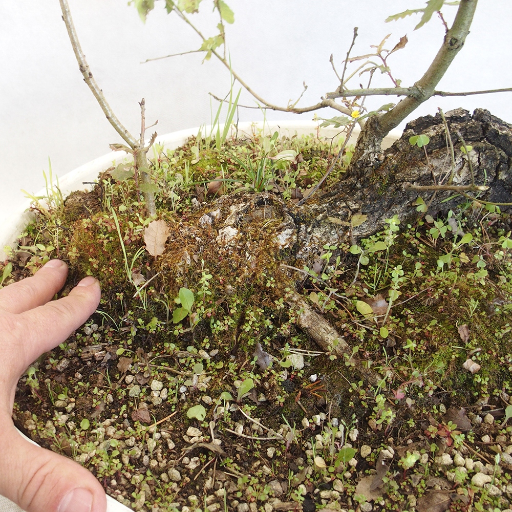 Venkovní bonsai Quercus Cerris - Dub Cer