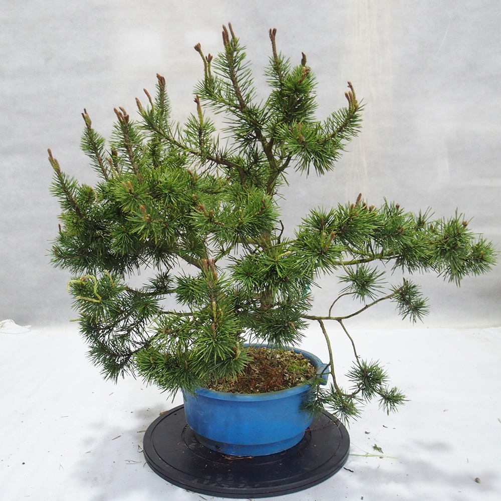 Yamadori - Pinus sylvestris 