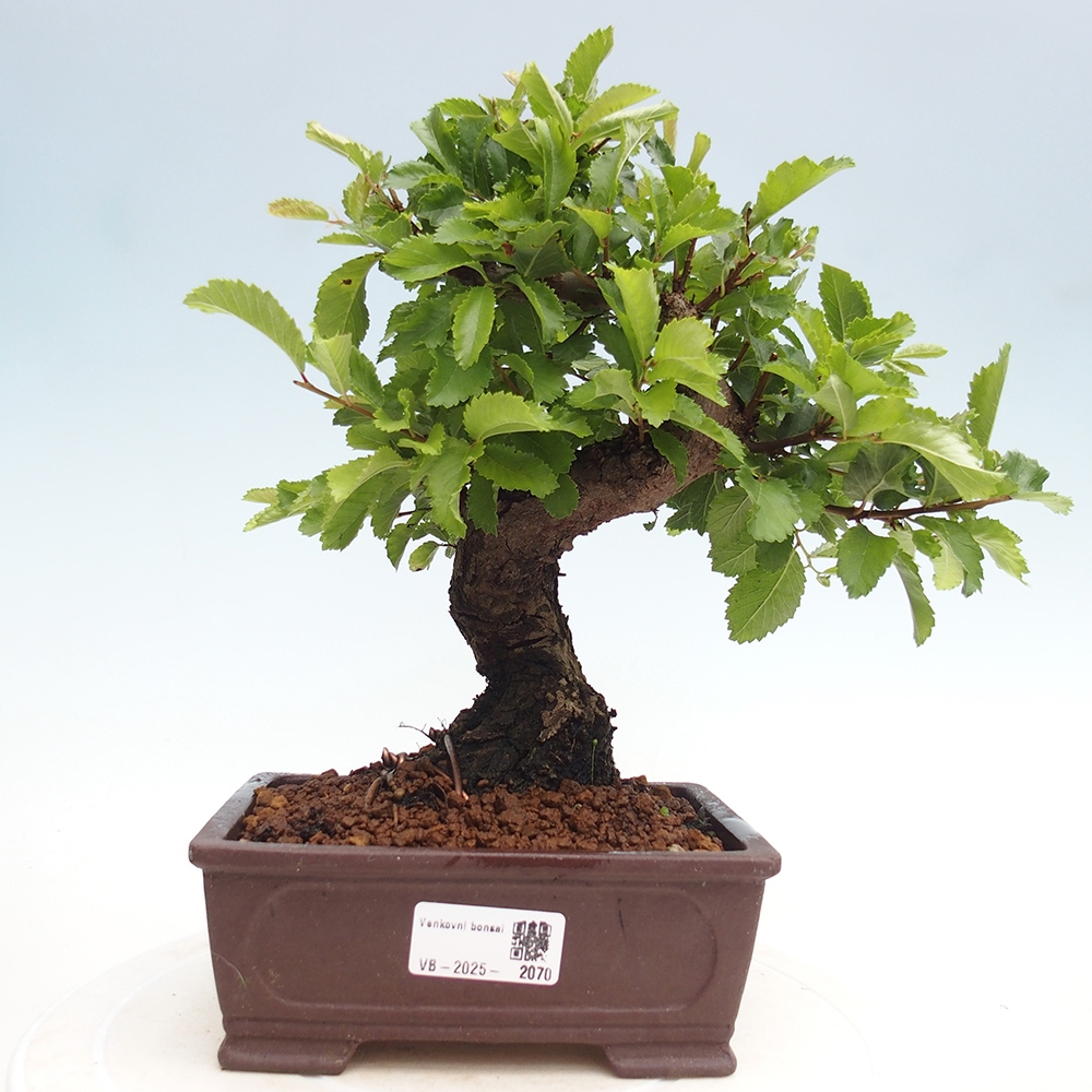 Venkovní bonsai - Zelkova - Zelkova NIRE