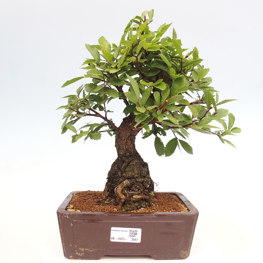 Venkovní bonsai - Zelkova - Zelkova serrata