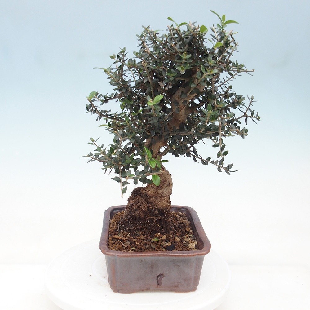 Pokojová bonsai - Olea europaea sylvestris -Oliva evropská drobnolistá