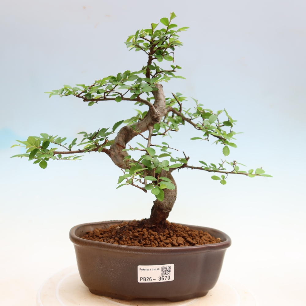 Pokojová bonsai - Ulmus parvifolia - Malolistý jilm