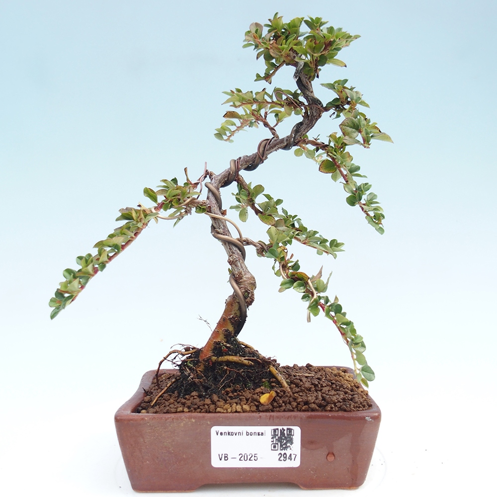 Venkovní bonsai - Cotoneaster horizontalis - Skalník
