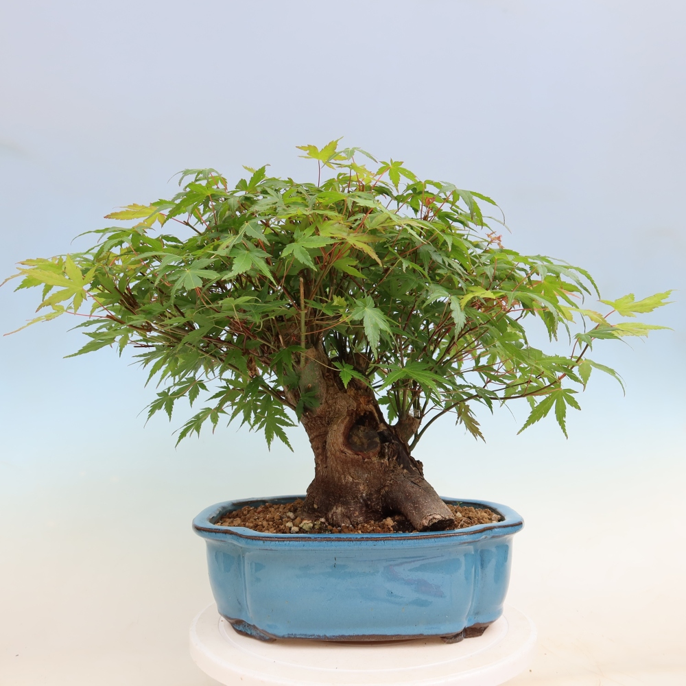 Venkovní bonsai - Javor Burgerův - Acer Burgerianum 