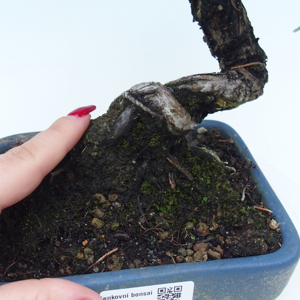 Venkovní bonsai - Juniperus chinensis Kishu -Jalovec čínský