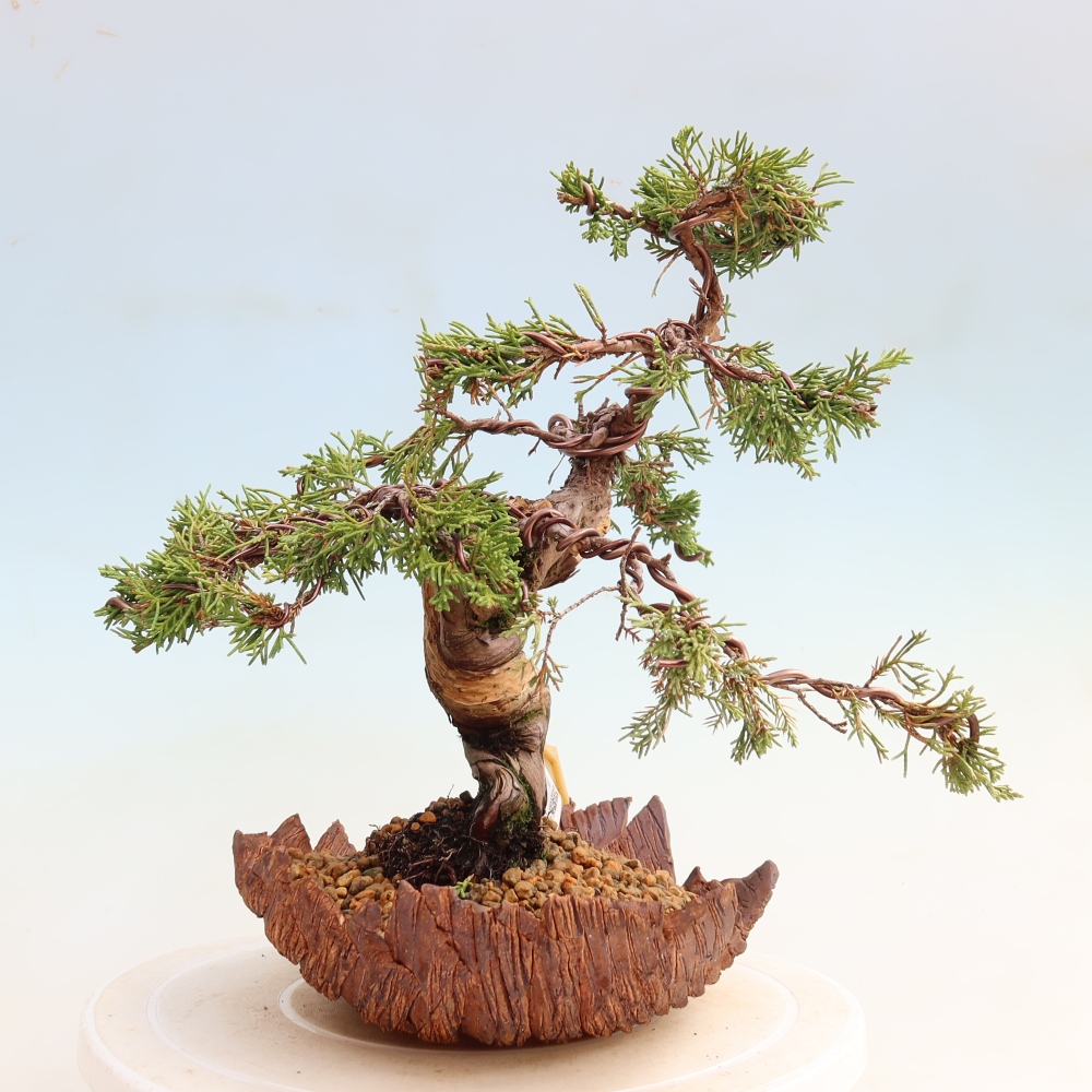 Venkovní bonsai - Juniperus chinensis Itoigawa-Jalovec čínský