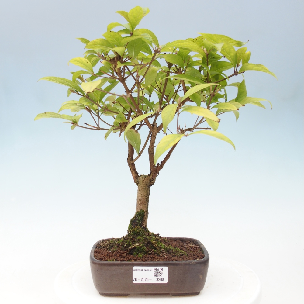 Venkovní bonsai - krásnoplodka - Callicarpa japonica