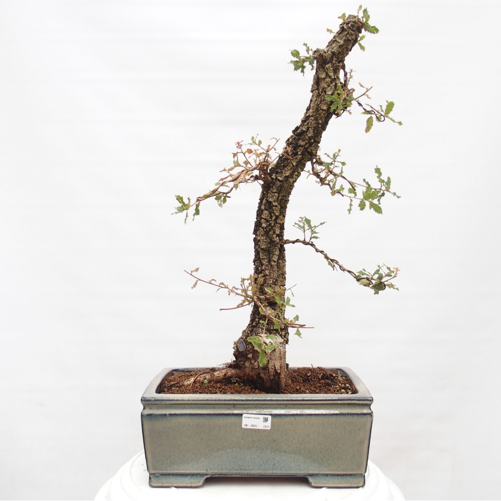 Yamadori - Quercus Ilex -Dub cesmínovitý