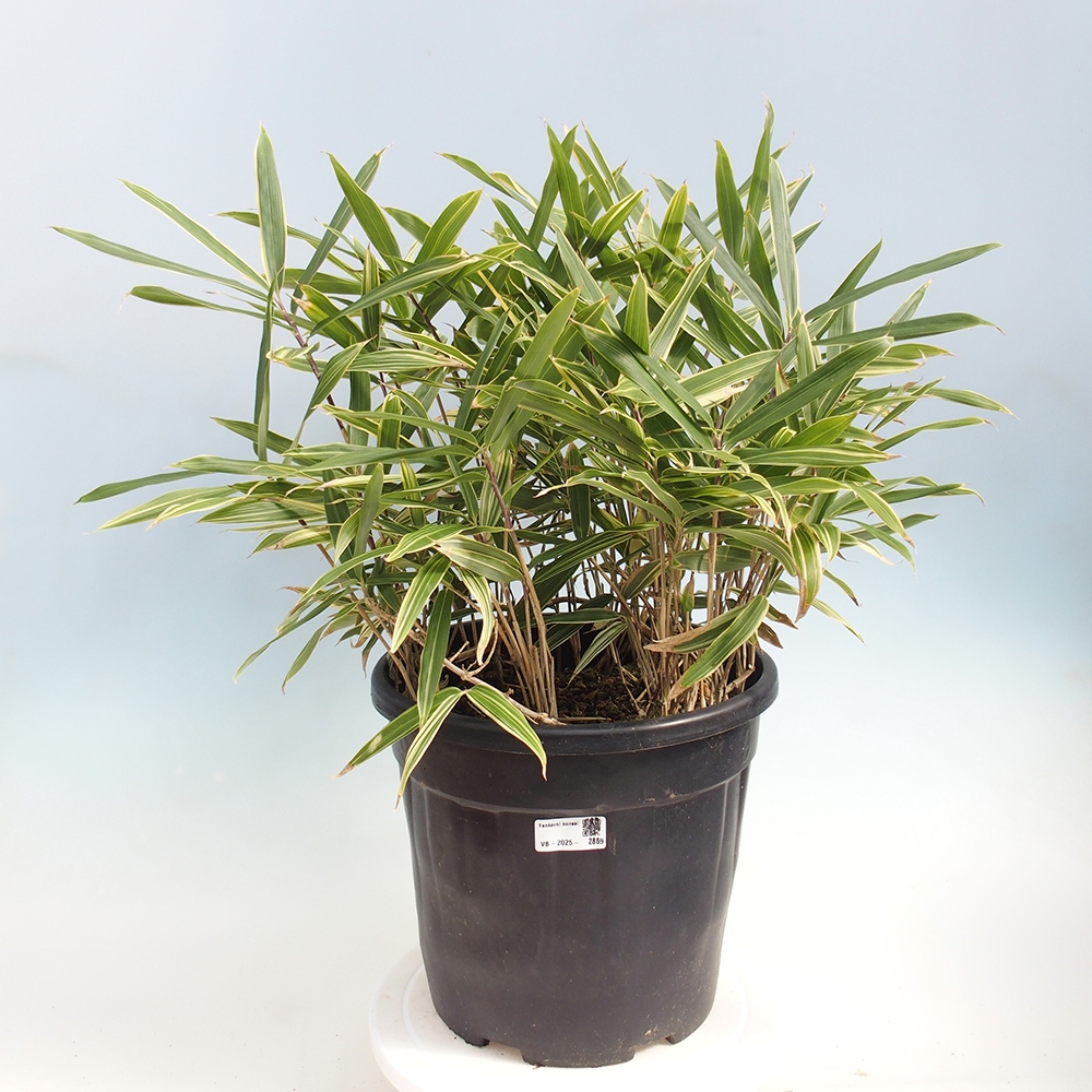 Venkovní bonsai - Sasaella masamuneana Albostriata - Bambus panašovaný