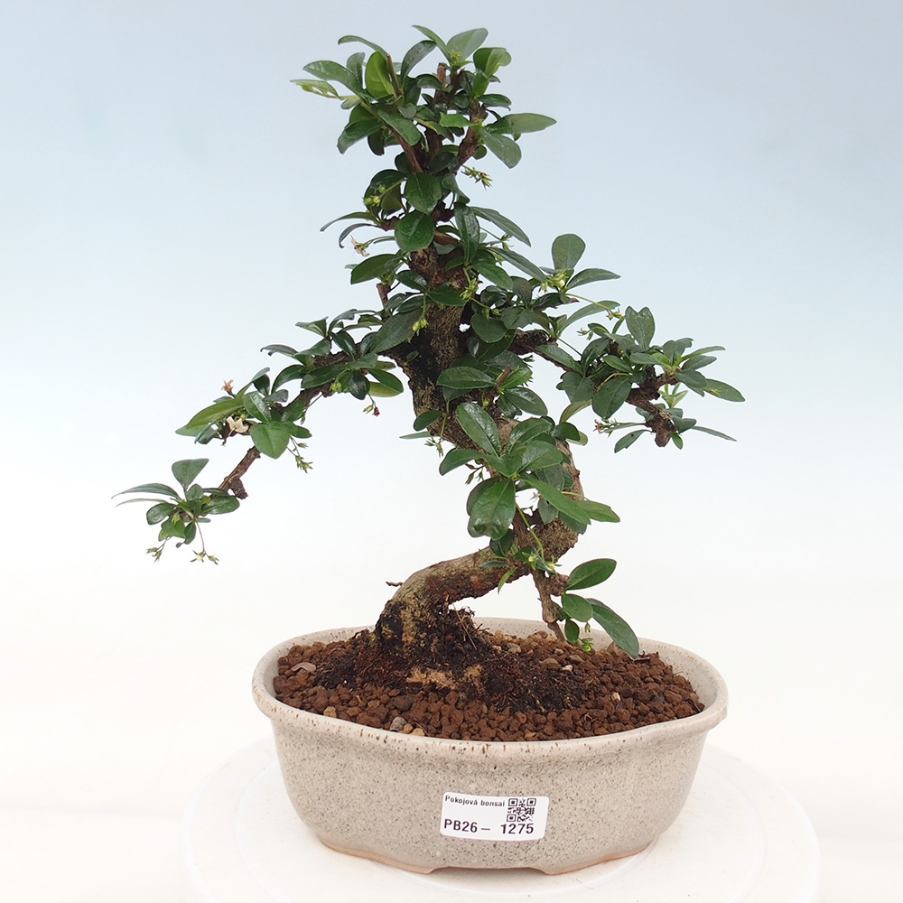 Pokojová bonsai - Carmona macrophylla - Čaj fuki