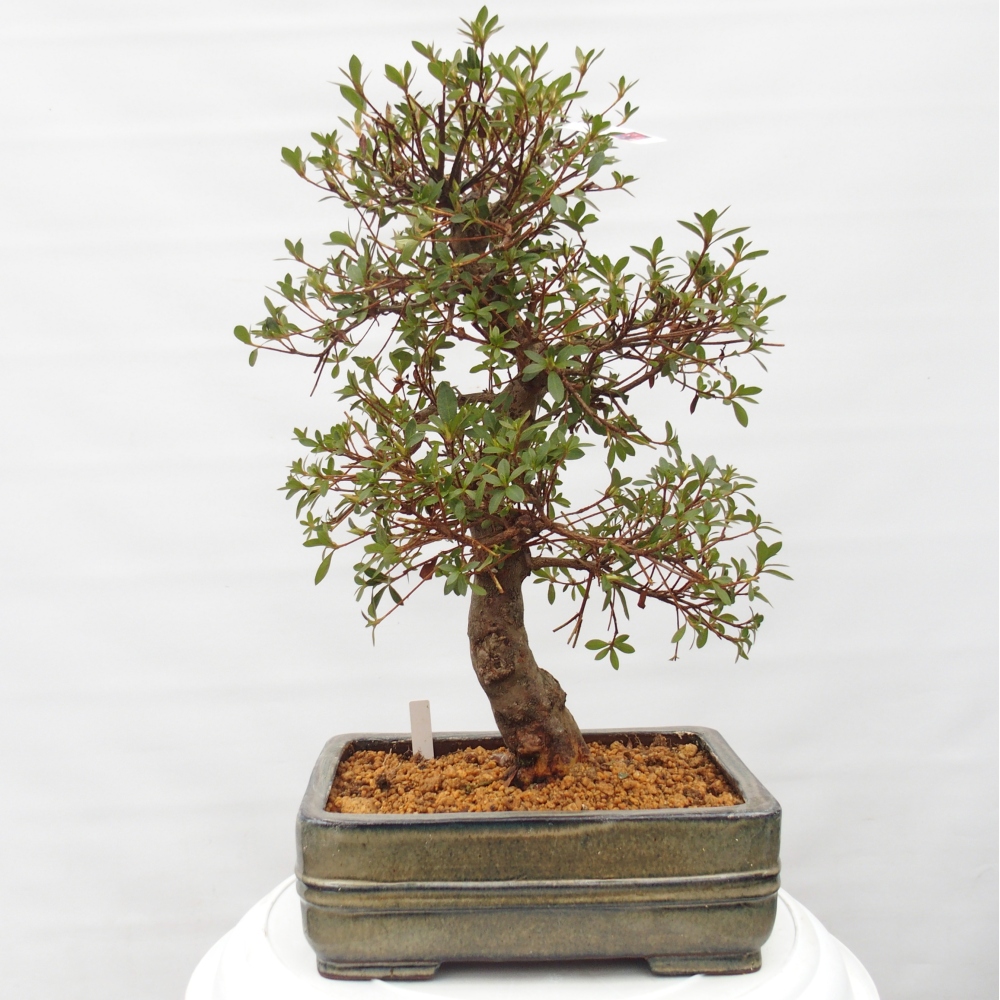 Venkovní bonsai - Japonská azalka - Azalea Rin
