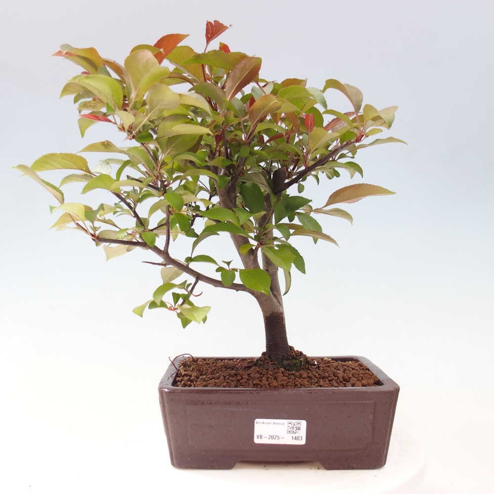 Venkovní bonsai -Malus domestica - Maloplodá jabloň červenolistá
