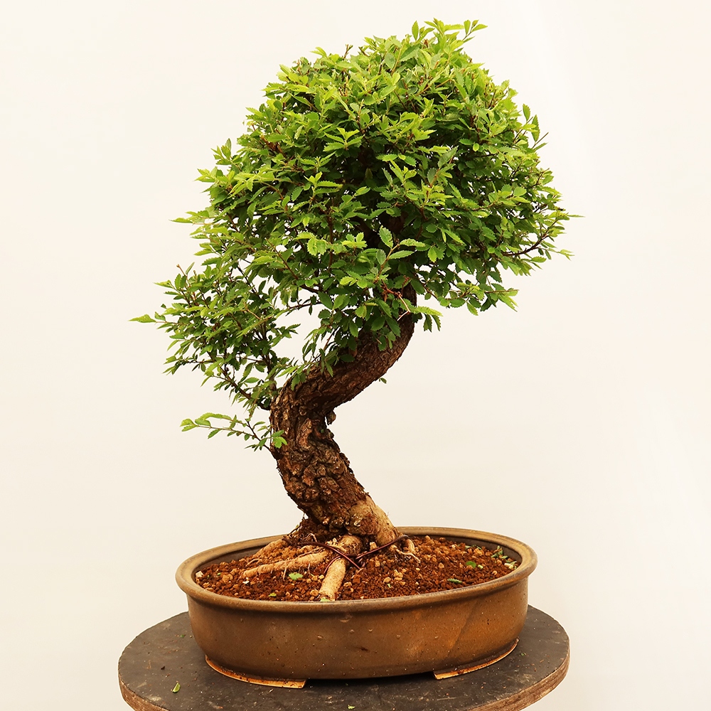 Venkovní bonsai - Zelkova - Zelkova NIRE