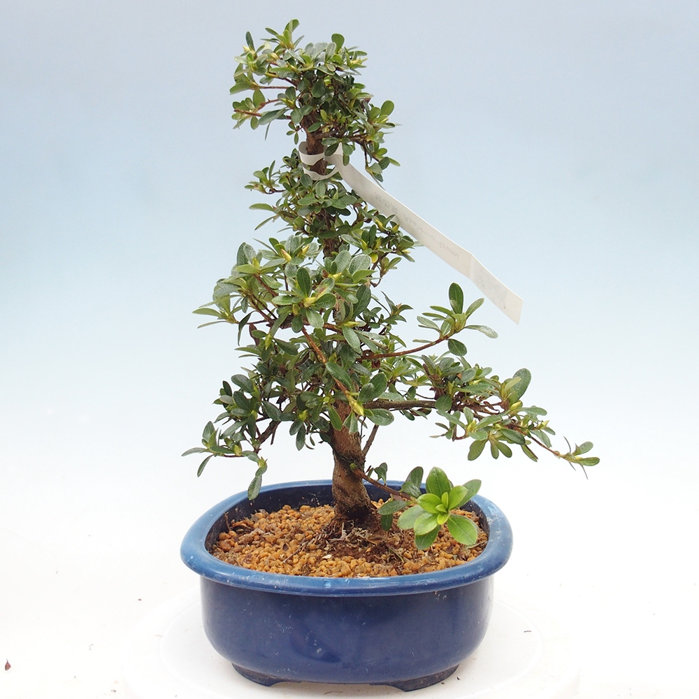 Venkovní bonsai - Japonská azalka - Azalea Asahi-no-izumi