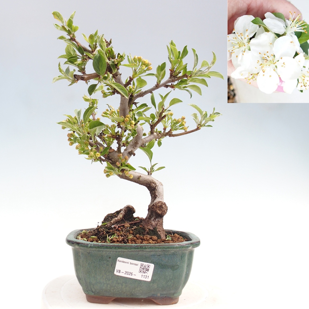 Venkovní bonsai - Malus sargentii -  Maloplodá jabloň