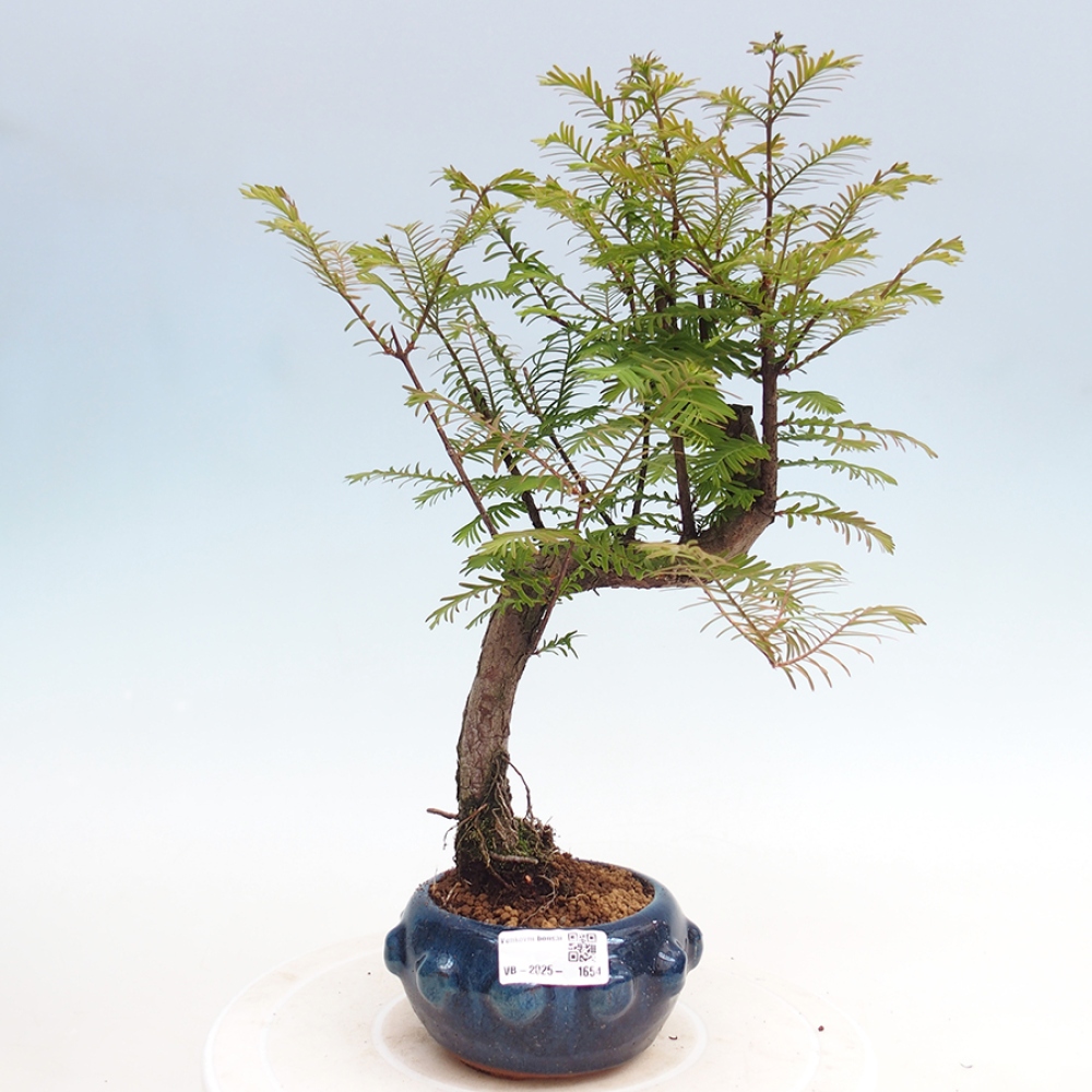 Venkovní bonsai - Metasequoia glyptostroboides - Metasekvoje čínská