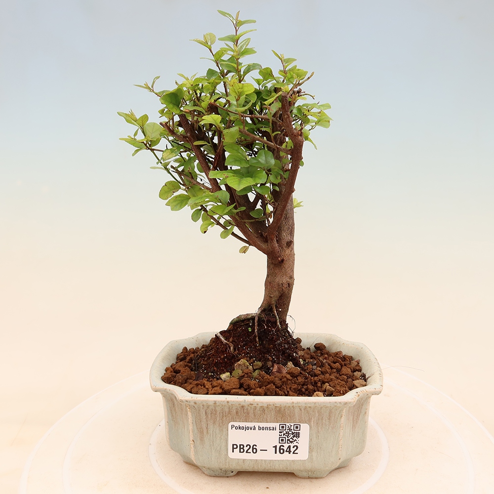 Pokojová bonsai - Sagerécie thea - Sagerécie thea
