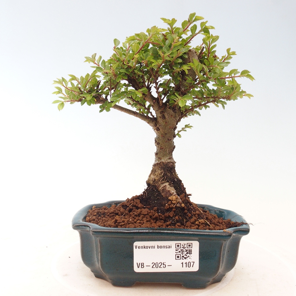 Venkovní bonsai - Ulmus parvifolia Sagei - Malolistý jilm