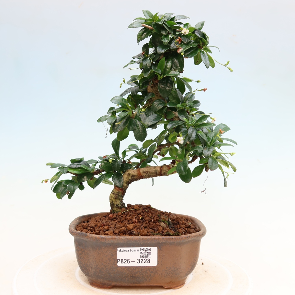 Pokojová bonsai - Carmona macrophylla - Čaj fuki