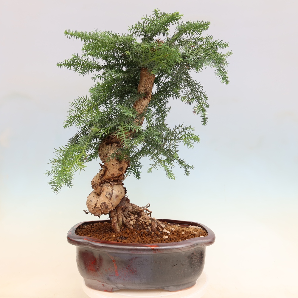 Pokojová bonsai - Araukarie - pokojový smrček